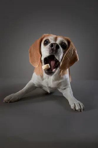 shooting photo lifestyle chien en Camargue Nîmes Montpellier