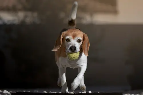 shooting photo lifestyle chien en Camargue Nîmes Montpellier en bord de mer