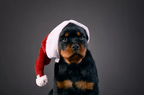 shooting photo chien Camargue a Nîmes Montpellier