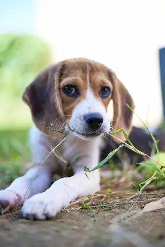 shooting photo lifestyle chien en Camargue Nîmes Montpellier